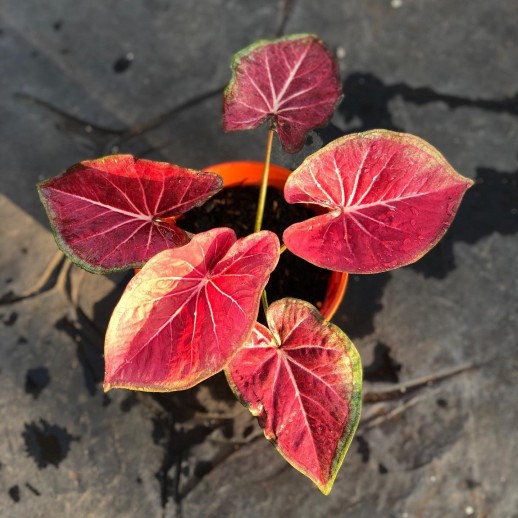 mudas de caladium