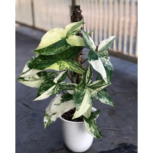 mudas de caladium