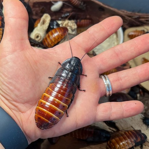 comprar Barata de Madagascar