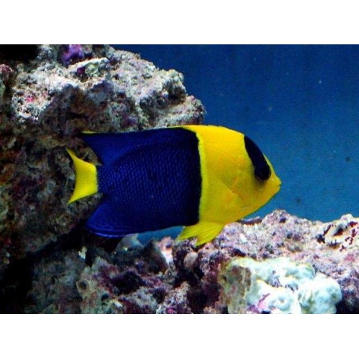 BICOLOR ANGEL - CENTROPYGE BICOLOR MD