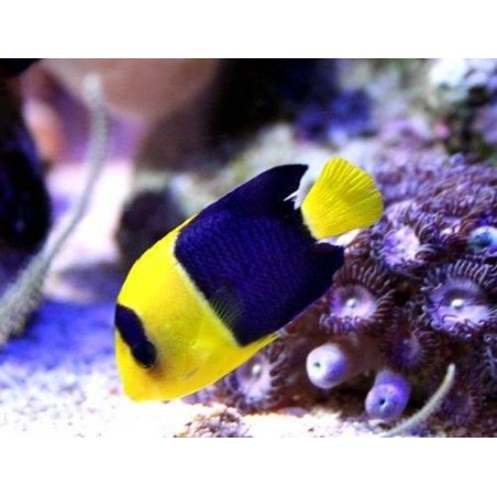 BICOLOR ANGEL - CENTROPYGE BICOLOR MD