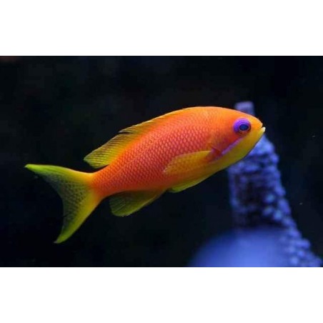 ORANGE ANTHIAS FÊMEA - PSEUDANTHIAS SQUAMIPINNIS 
