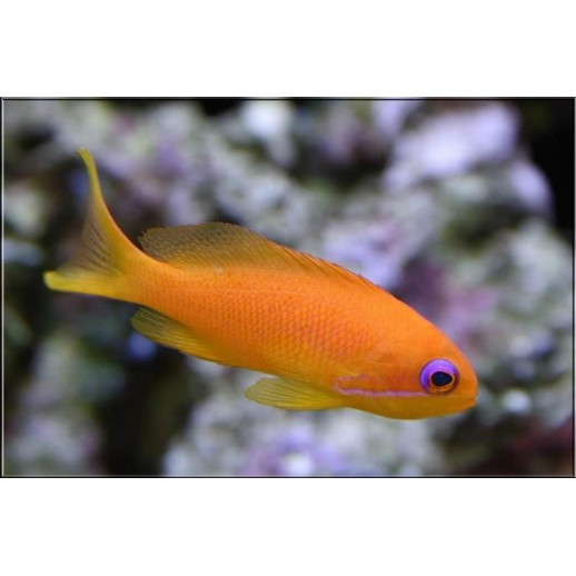 ORANGE ANTHIAS FÊMEA - PSEUDANTHIAS SQUAMIPINNIS 