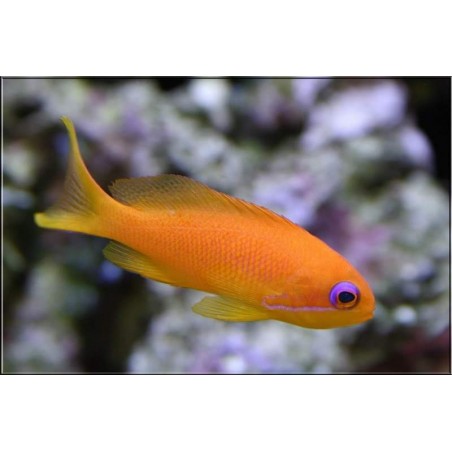 ORANGE ANTHIAS FÊMEA - PSEUDANTHIAS SQUAMIPINNIS 