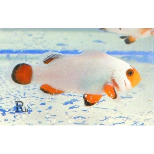 OCELLARIS WHITE TB - AMPHIPRION OCELLARIS 