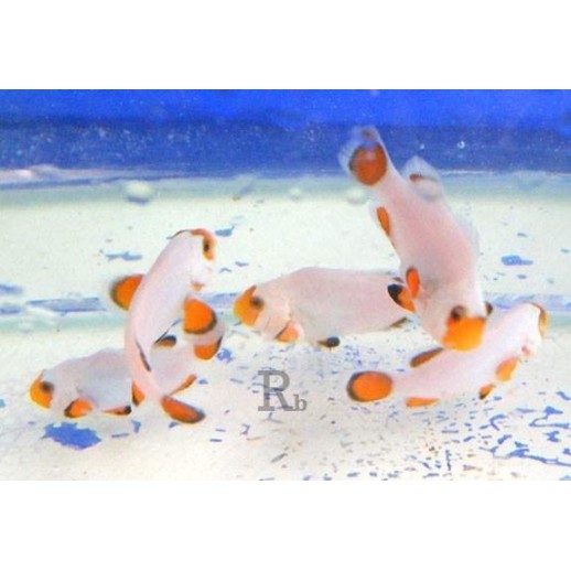 OCELLARIS WHITE TB - AMPHIPRION OCELLARIS 