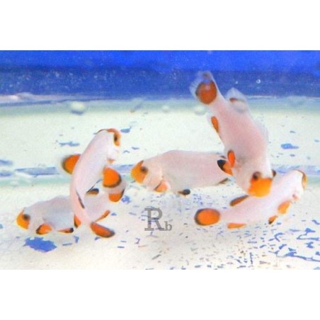 OCELLARIS WHITE TB - AMPHIPRION OCELLARIS 