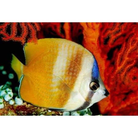 KLEINI BUTTERFLY - CHAETODON KLEINII