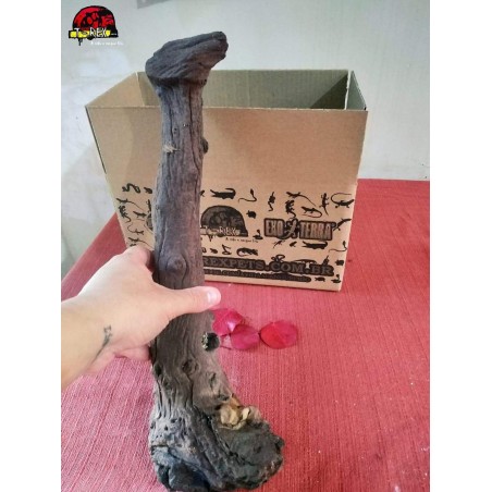 Tronco Natural 01