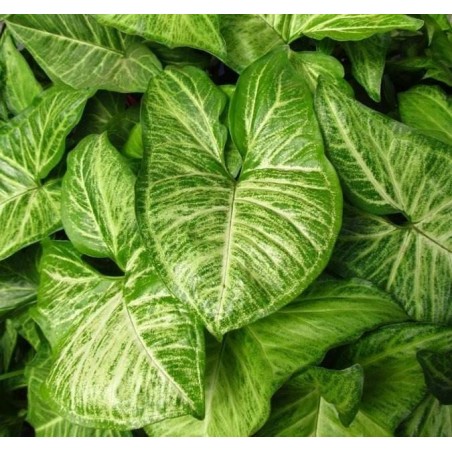 Planta Viva - Syngonium 