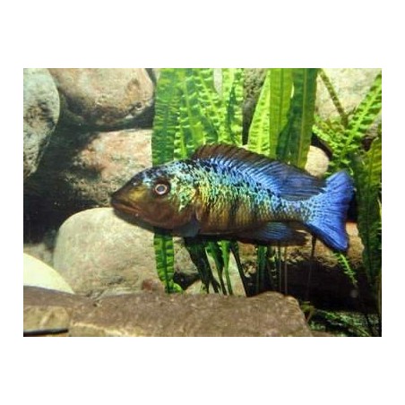 comprar peixe haplochromis rostratus