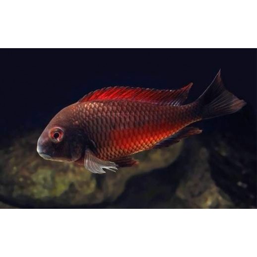 PARACIPRICHROMIS NIGRIPINNIS BLUE NEON 3 A 4 cm