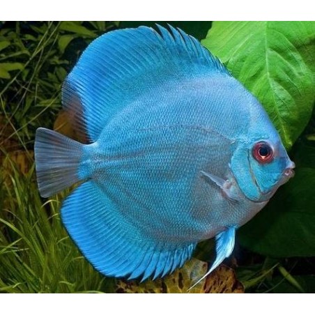 peixe acara disco azul