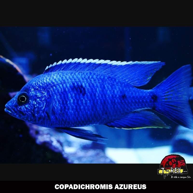 COPADICHROMIS AZUREUS comprar ciclídeo africanos