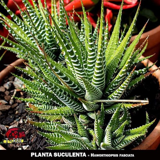 comprar planta suculenta online