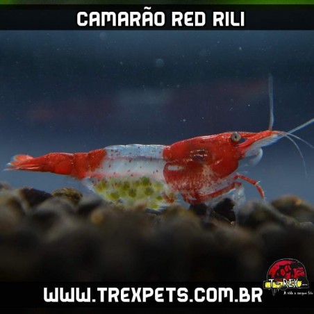 camarão de aquario