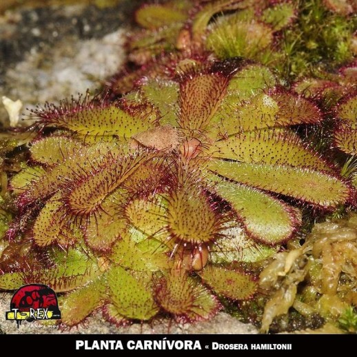 Planta carnívora