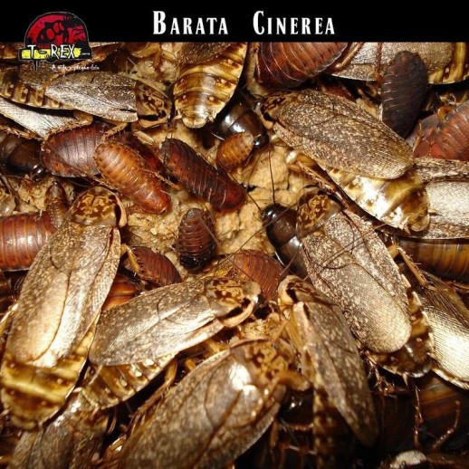 comprar baratas cinerea