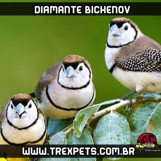 venda de diamante bichenov