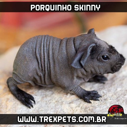 porco da india sem pelo