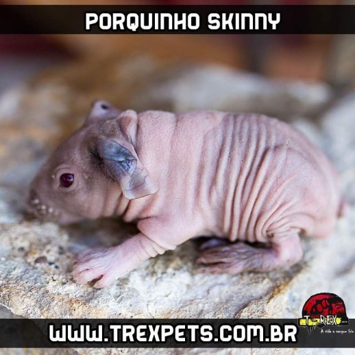 Porquinho da india albino
