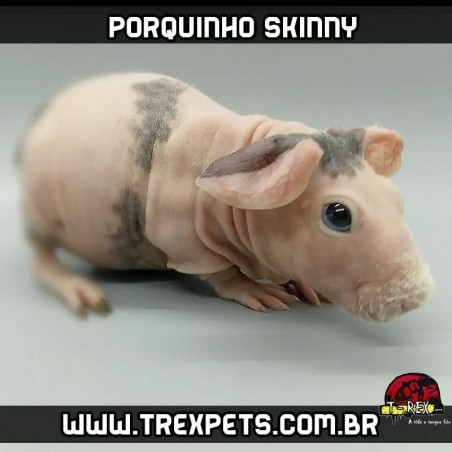 Cavário Porquinhos da Índia