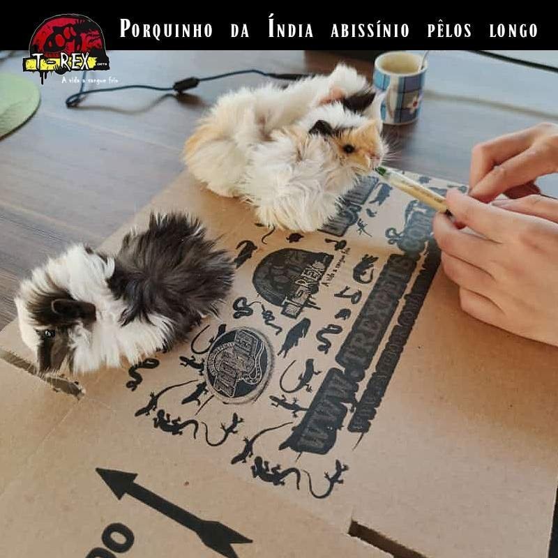 comprar porquinho da india peludo