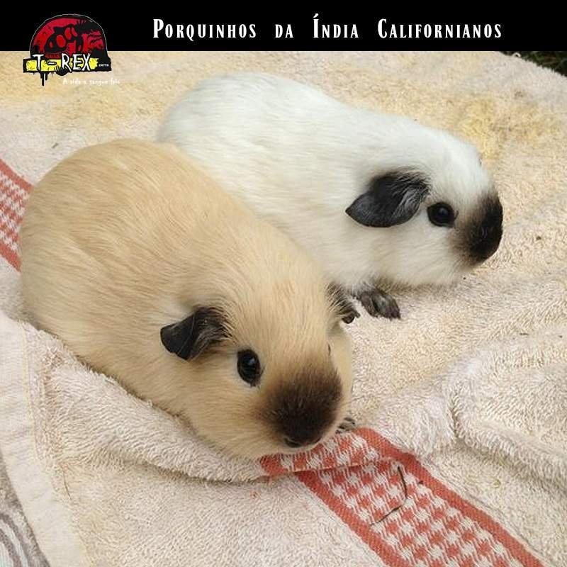 comprar porquinho da india de raca