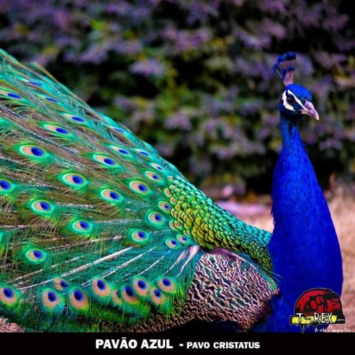 comprar pavao londrina maringa curitiba