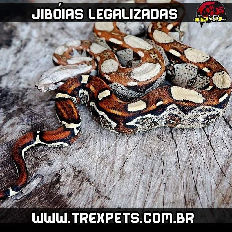 Filhote de Jibóia Legalizada