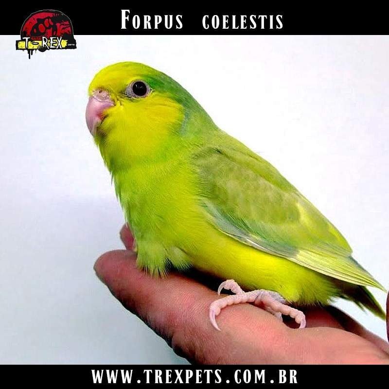 comprar papagaio anão forpus