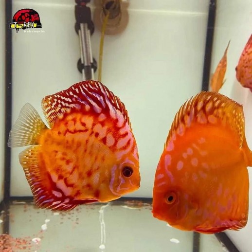 comprar peixes disco