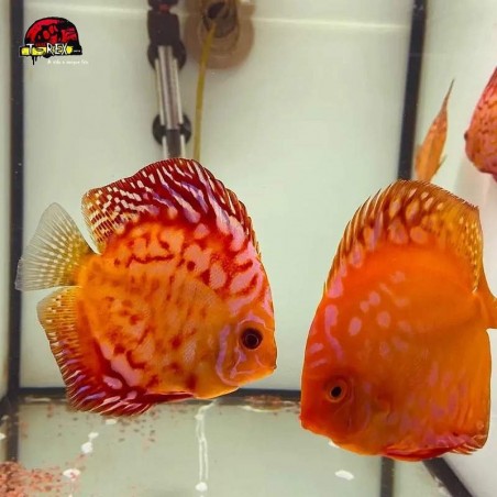 comprar peixes disco