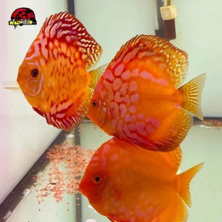 venda de peixes disco