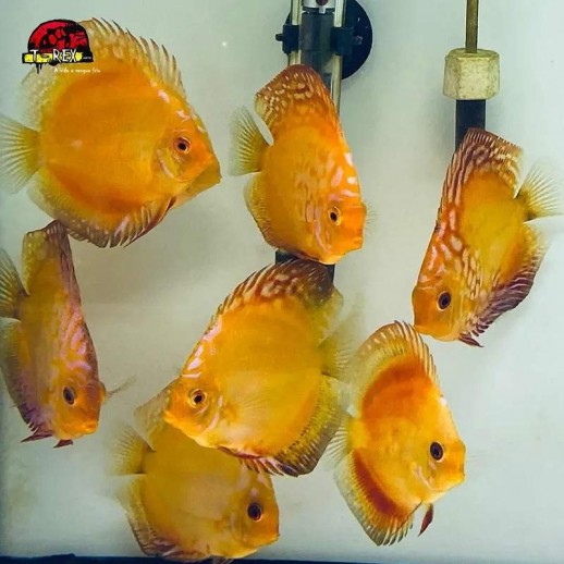 comprar peixes disco red marlboro