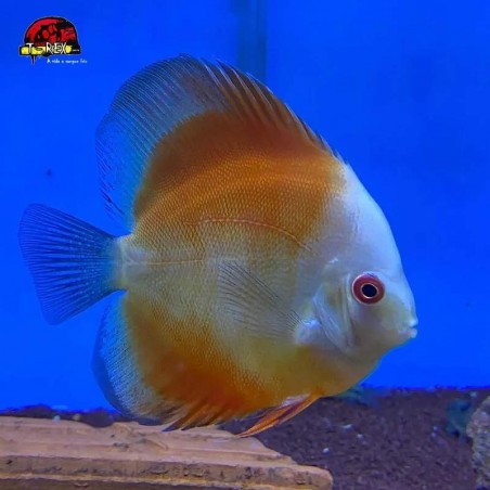 comprar peixes disco de aquario