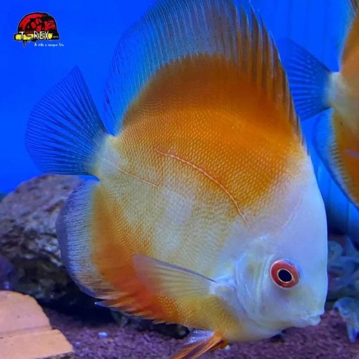 venda de peixe disco
