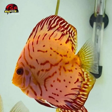 Peixe Acará Disco Tiger Pigeon