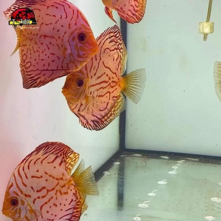 venda de peixe disco