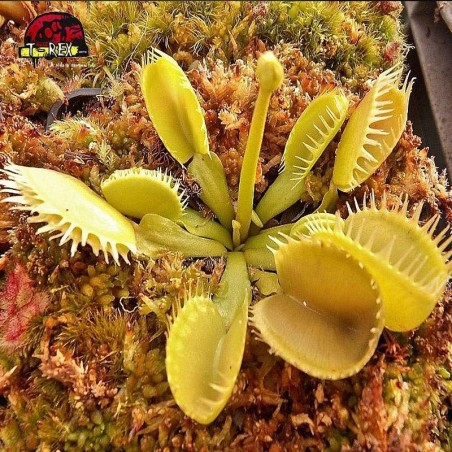 comprar planta carnivora dioneia triton
