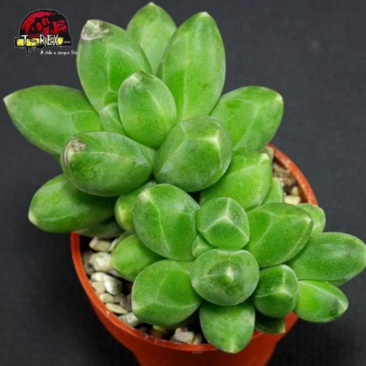 comprar muda de suculenta pachyphytum