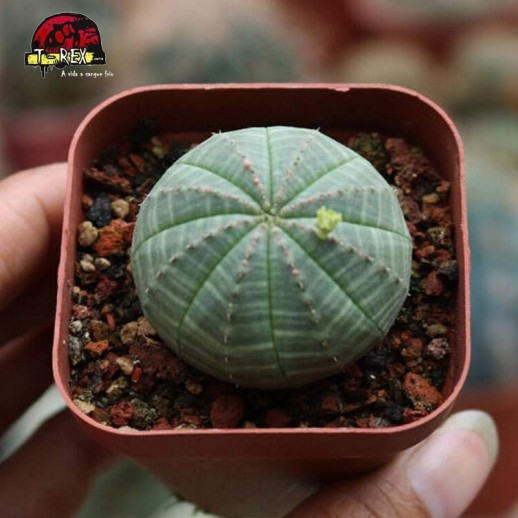 cacto para venda