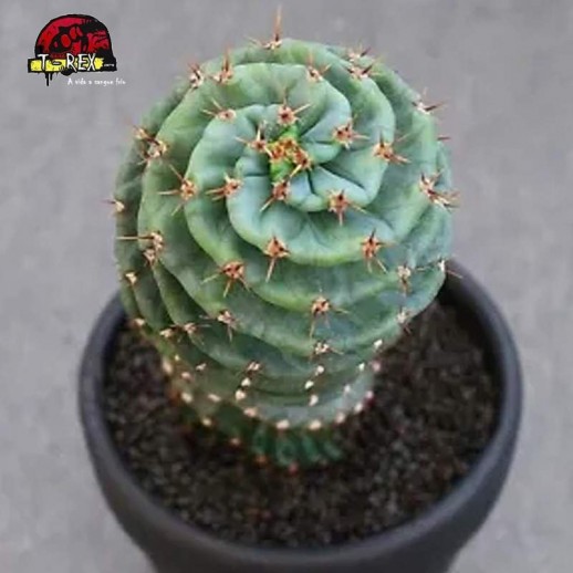 comprar cacto rara