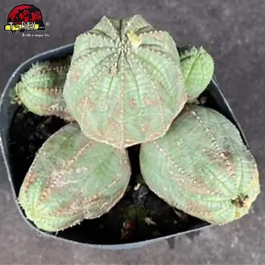 Muda De Suculenta Euphorbia