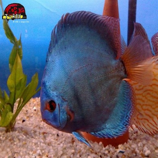 peixe acara disco a venda