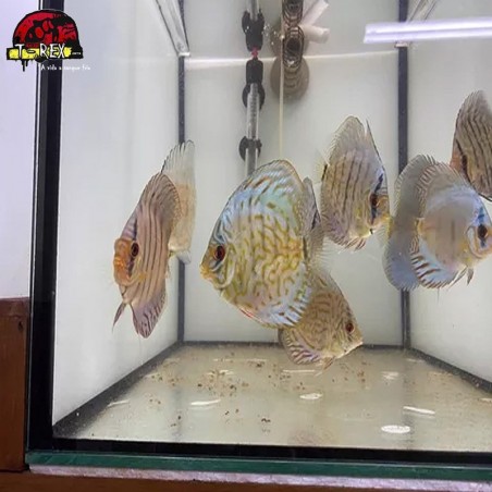 Peixe Acará Disco Blue Snake Skin