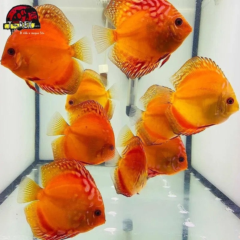 comprar peixe disco raflesia