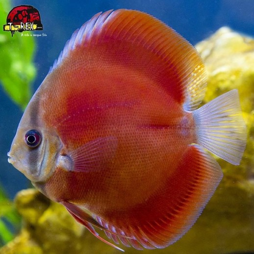 comprar peixes disco