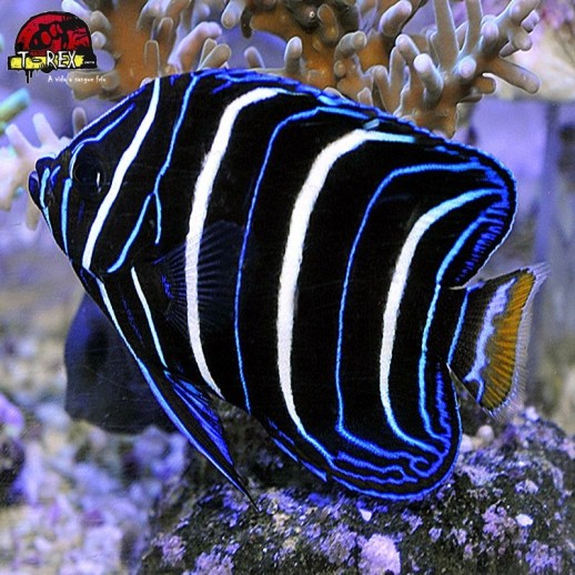 comprar peixes de água salgada