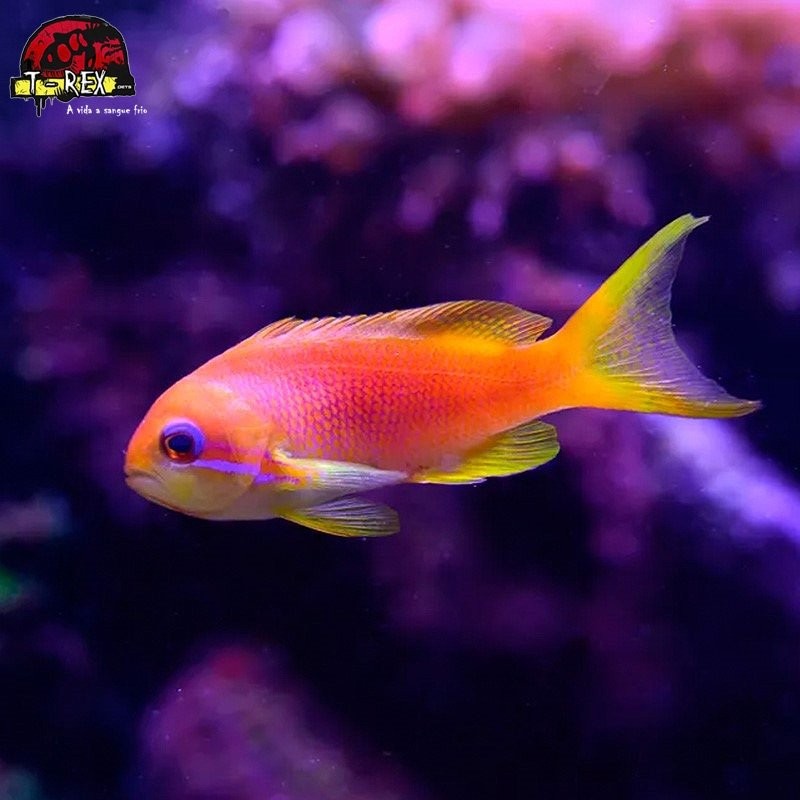 comprar peixes de água salgada